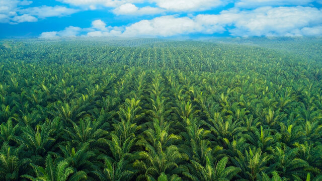 Home Coconut Drone Shot